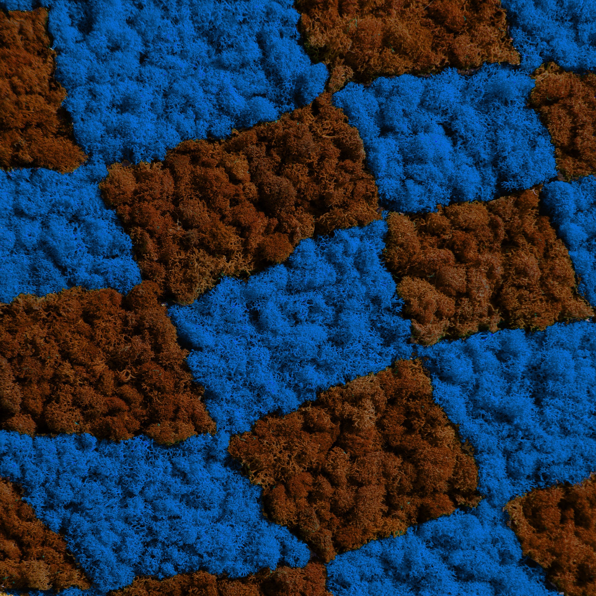 Close-up view of the reindeer moss texture in the Coffee & Blue Checkerboard Reindeer Moss Art.