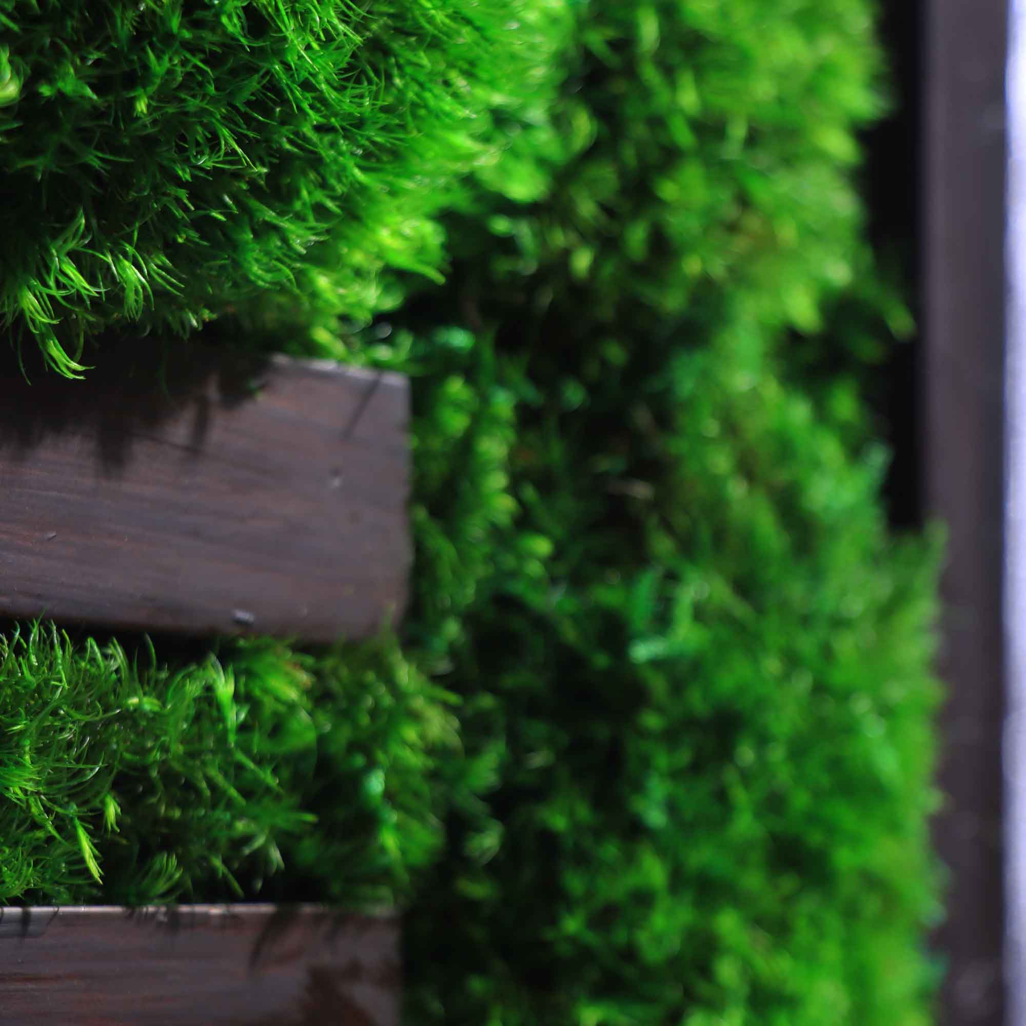 Close-up of mood moss texture and dark walnut strip detail