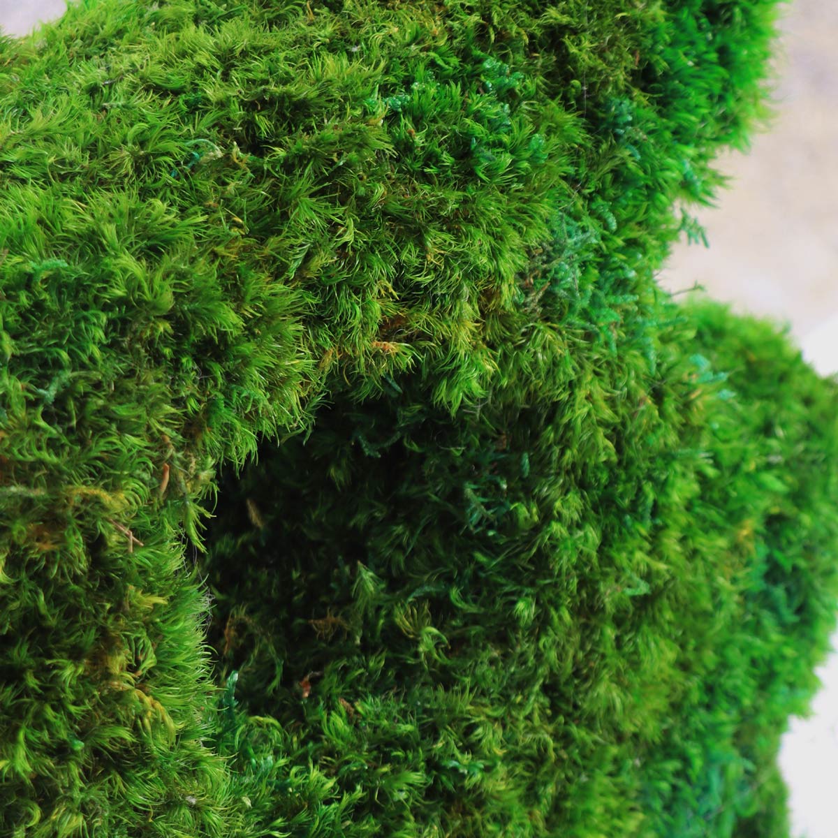 Close-up of lush mood moss used in Little Beast Sculptural Mood Moss Tabletop.