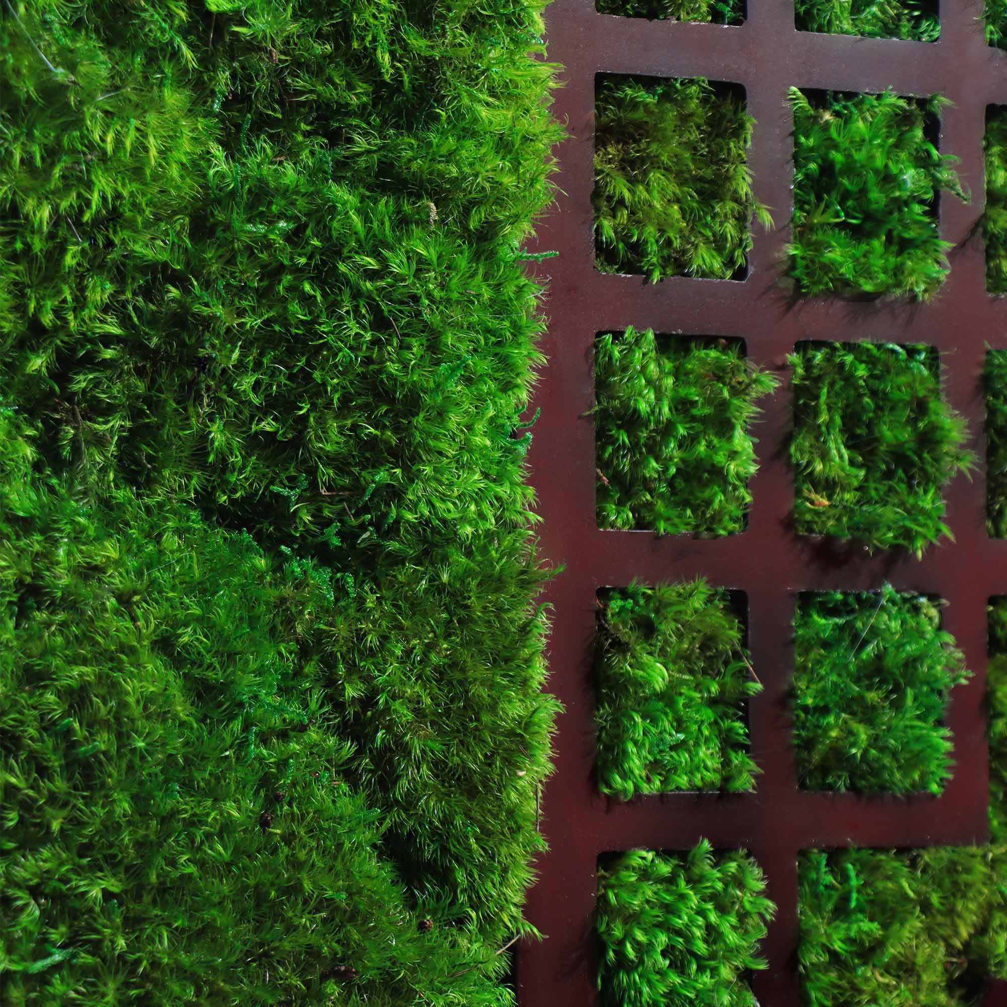 Close-up view of the Chinese lattice carved window with visible Mood Moss behind it.