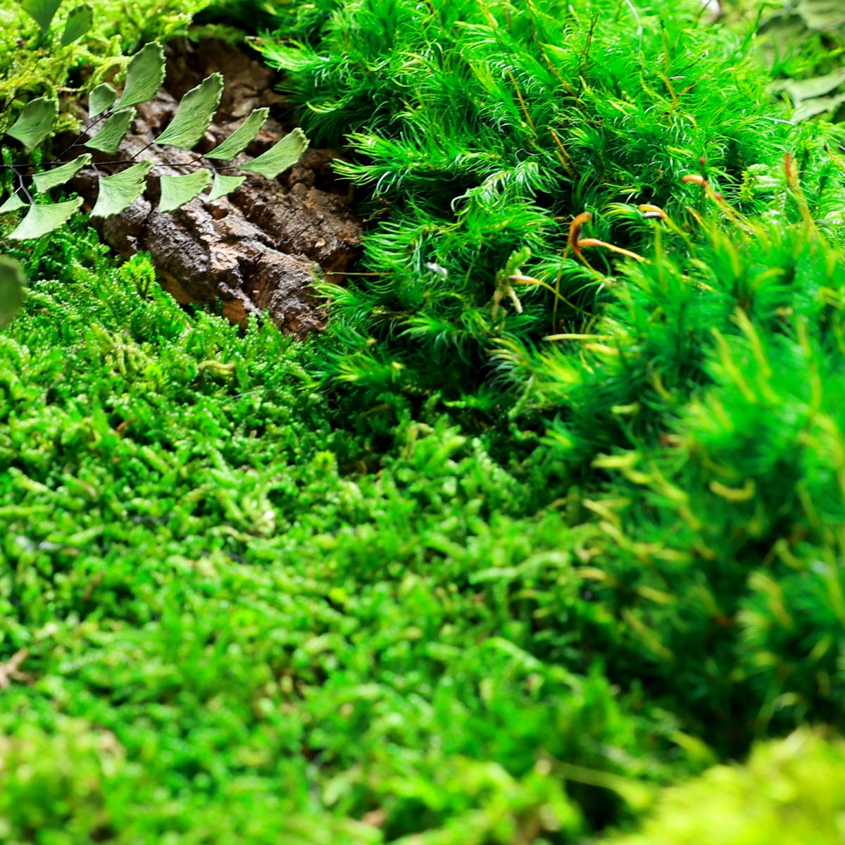 Close-up of preserved mosses and ferns in forest-inspired wall art
