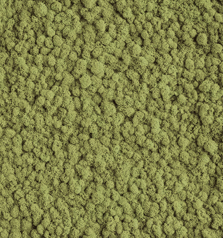 Mountain Green Reindeer Moss Color Sample