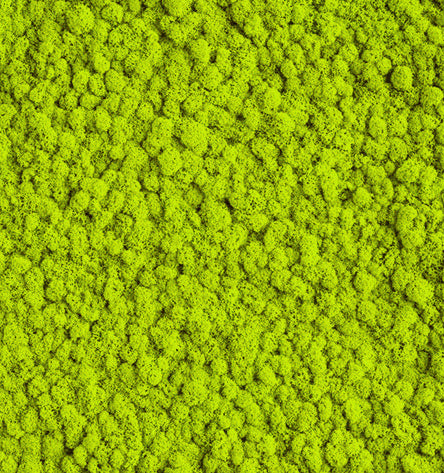 Chartreuse Green Reindeer Moss Color Sample