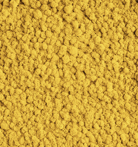 Sunlit Beige Yellow Reindeer Moss Color Sample