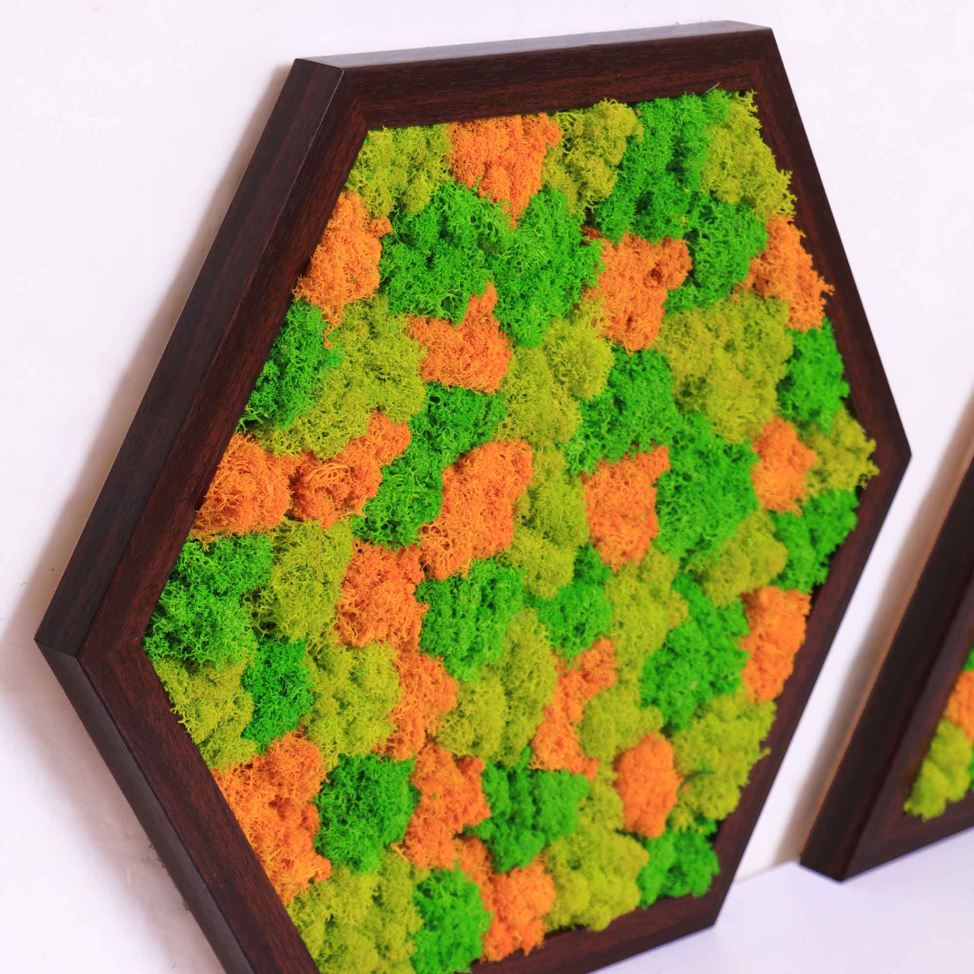 Close-up of vibrant autumn-colored moss varieties in wooden frame