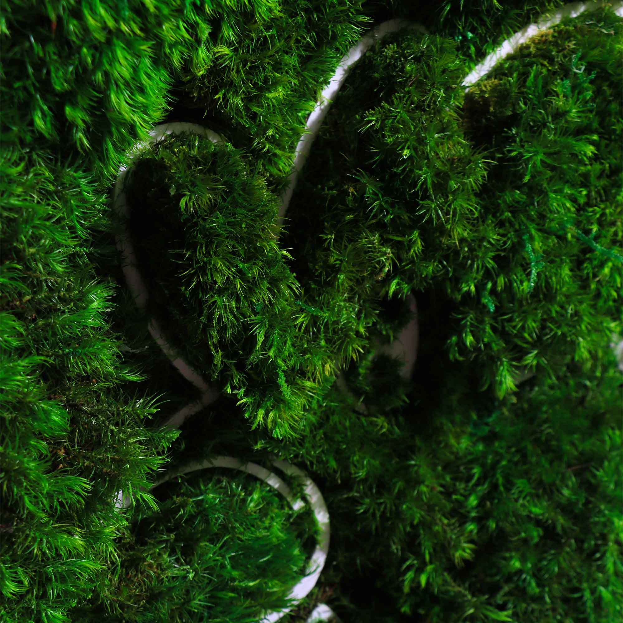 Close-up of the engraved rooster pattern and lush mood moss