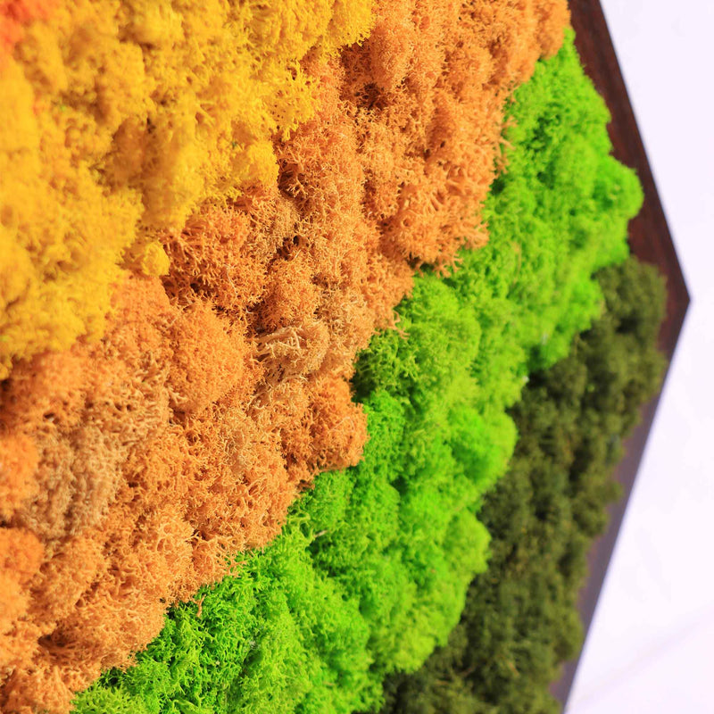 Hexagon Streamlined Modular Moss Wall Art Sets Moss Art Wildleaf Hexagon Streamlined Modular Moss Wall Art Sets Moss Art Wildleaf