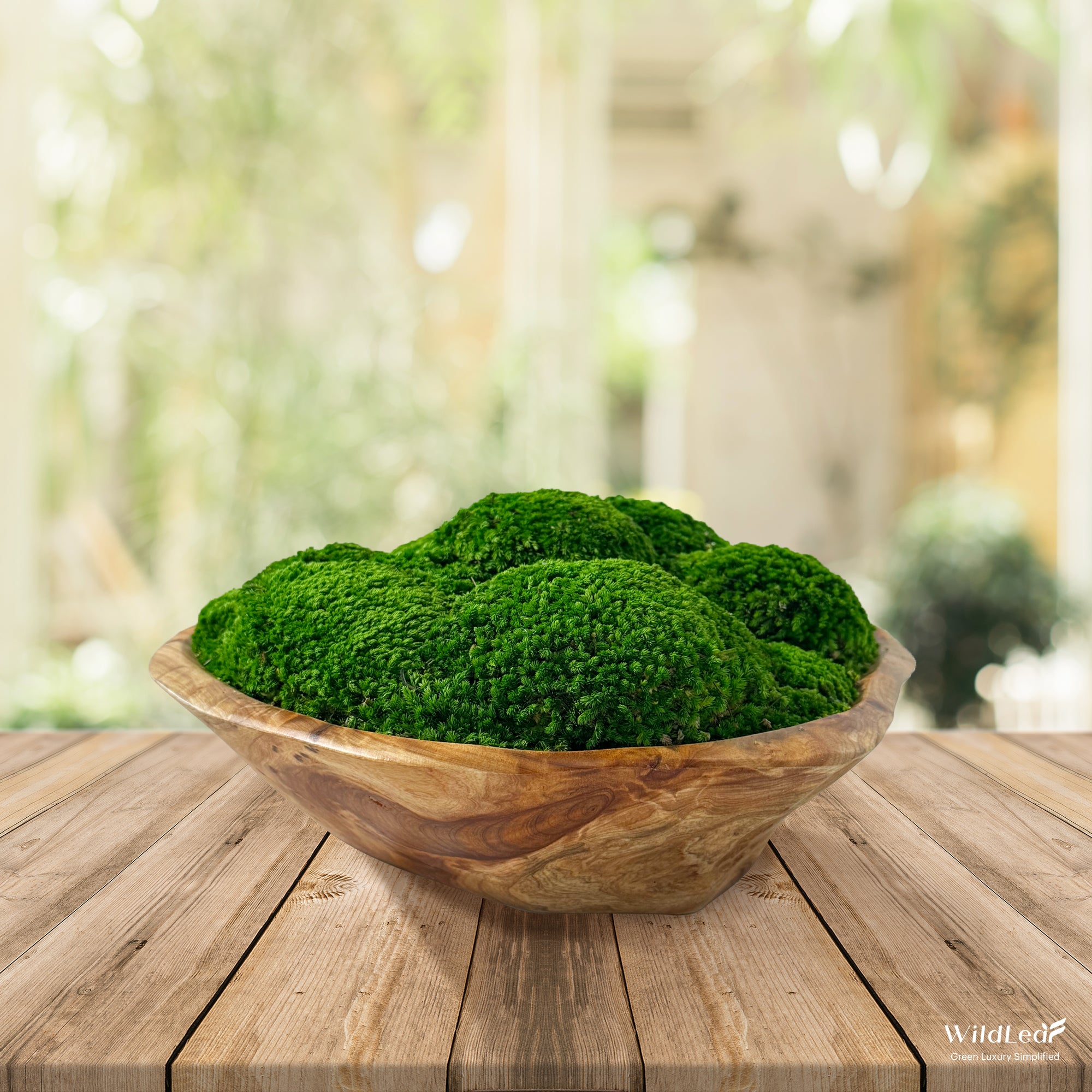 Close-up of bun moss domes resting in wood centerpiece for a nature look.