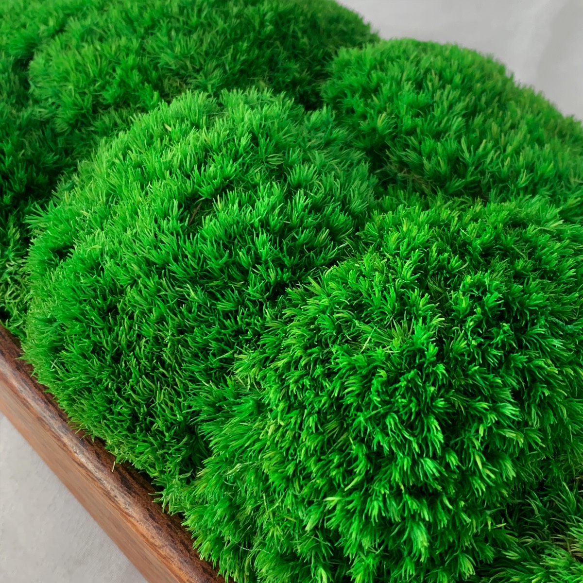 Close-up of preserved bun moss texture in dark walnut bowl.
