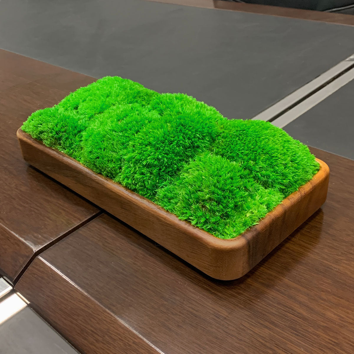 Rectangular moss display bowl creating zen accent in contemporary office.