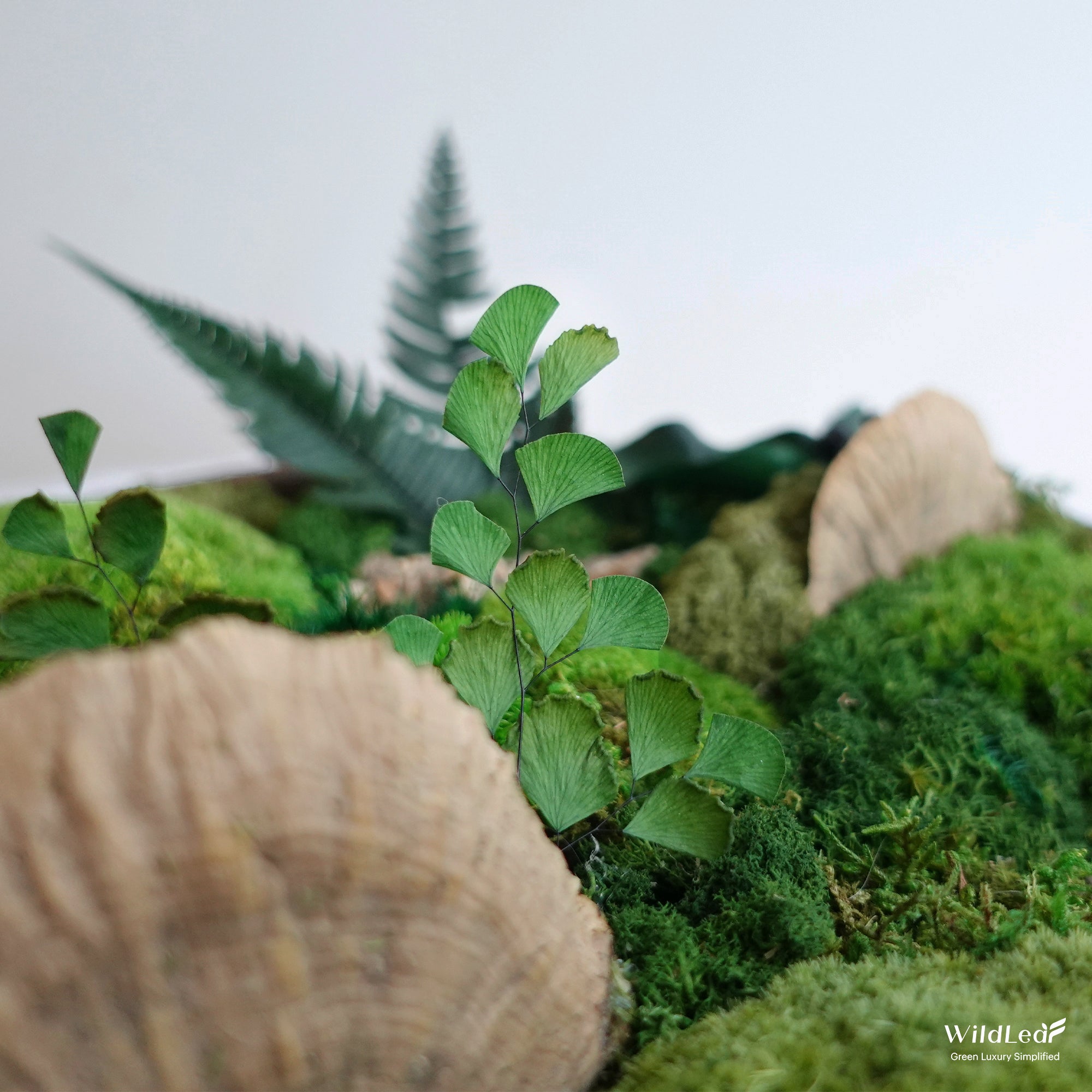 Details of Round Moss Centerpiece with preserved fern leaves and mushrooms, perfect for Zen interior decor.