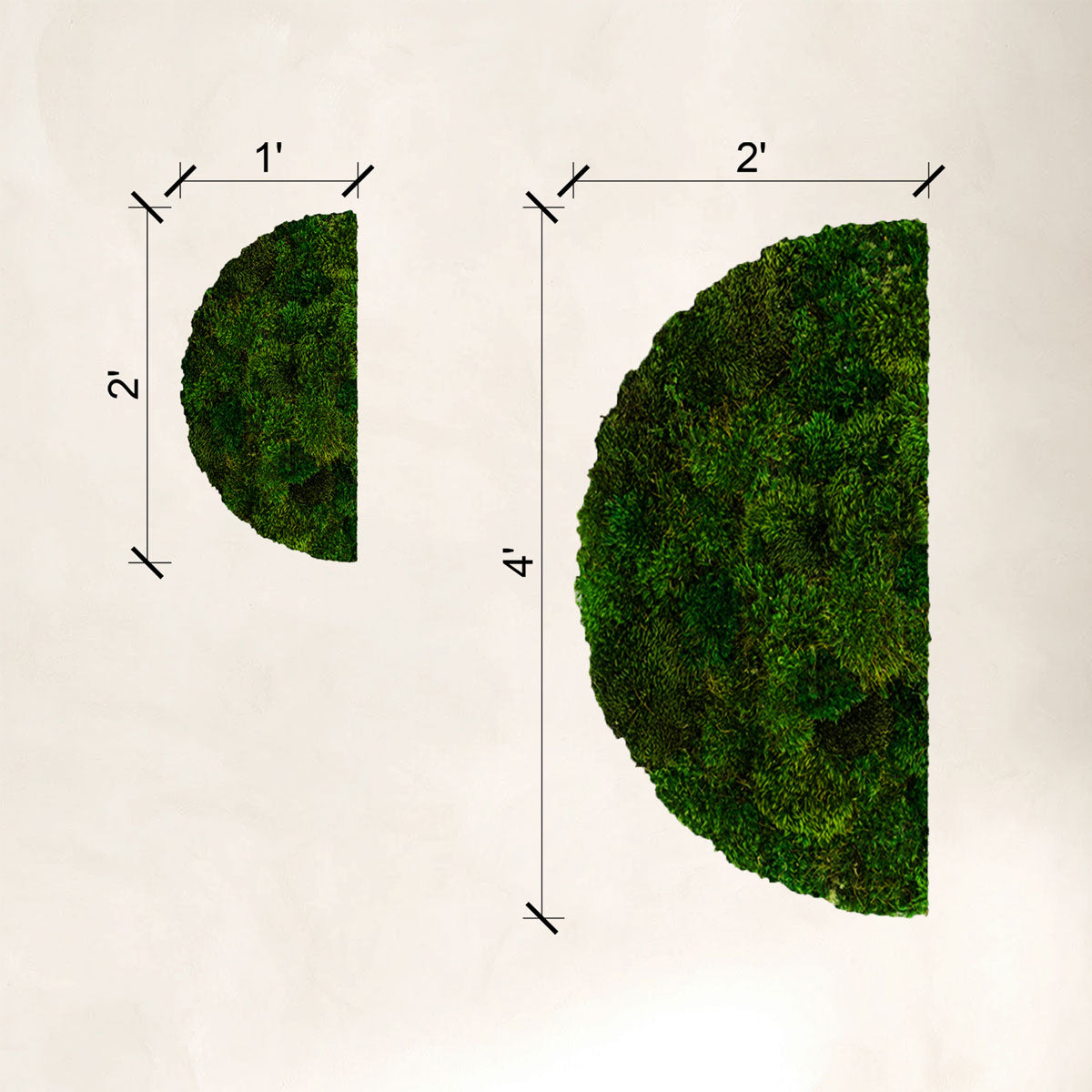 Profile view of two semi-circular preserved moss arts showing size difference