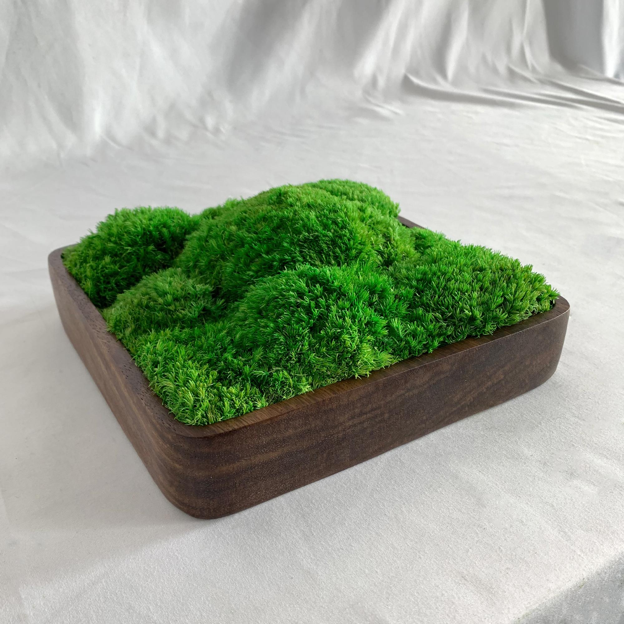 Dark walnut square shaped moss bowl with preserved bun moss display centerpiece.