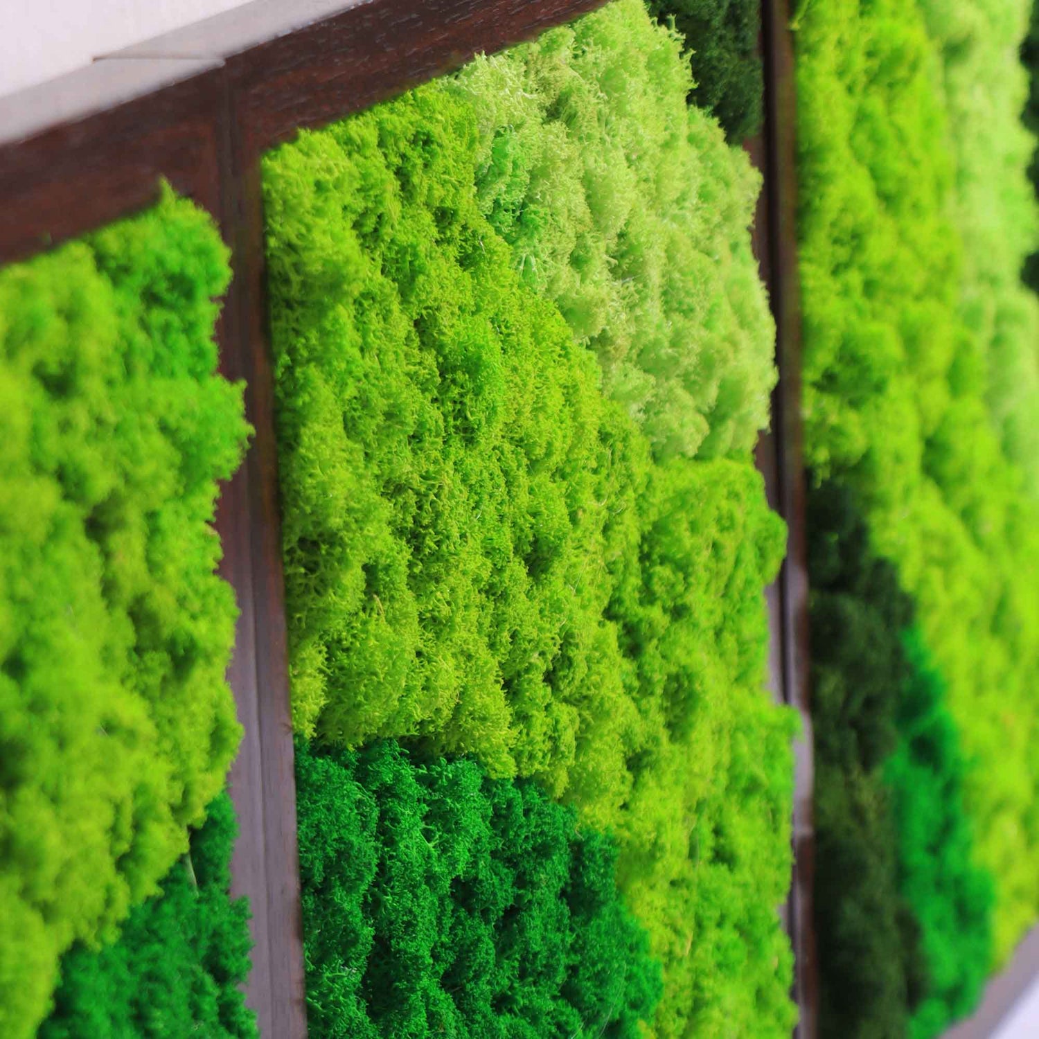 Square Framed Modular Moss Wall Art Sets - Moss Art | Wildleaf
