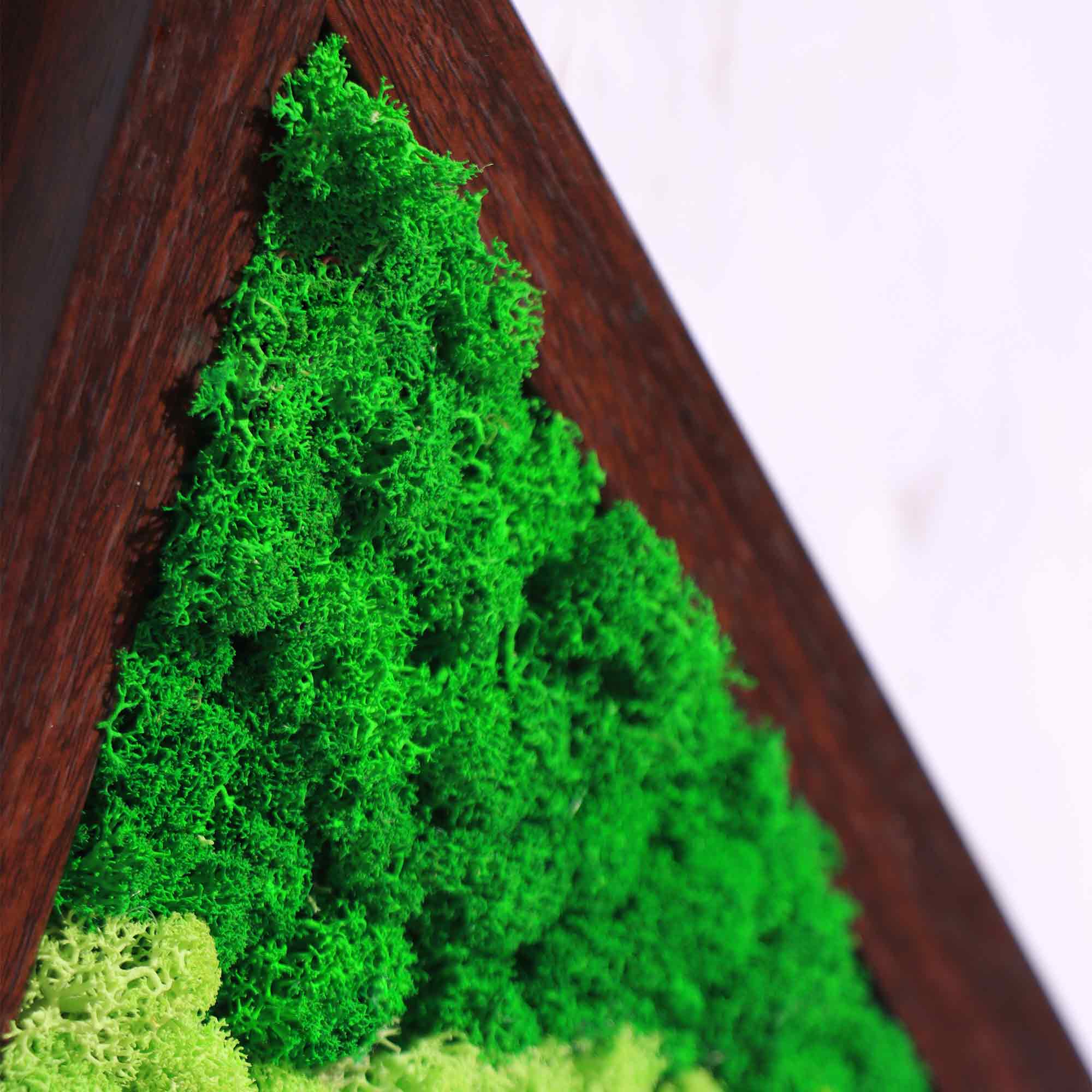 Close-up of vibrant preserved moss varieties in triangle frame