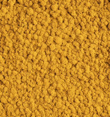 Apricot Haze Yellow  Reindeer Moss Color Sample