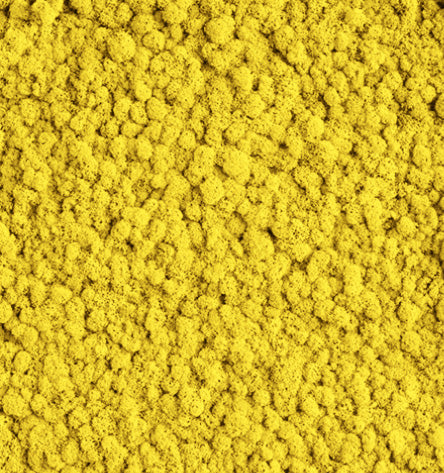 Golden Ray Yellow  Reindeer Moss Color Sample