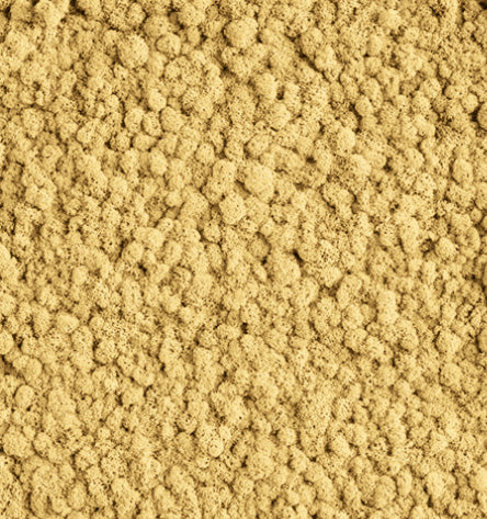 Sunlit Beige Yellow  Reindeer Moss Color Sample