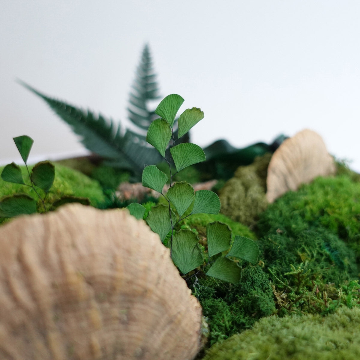 Close-up detail of preserved moss bowl featuring delicate green leaves and forest-inspired plant textures