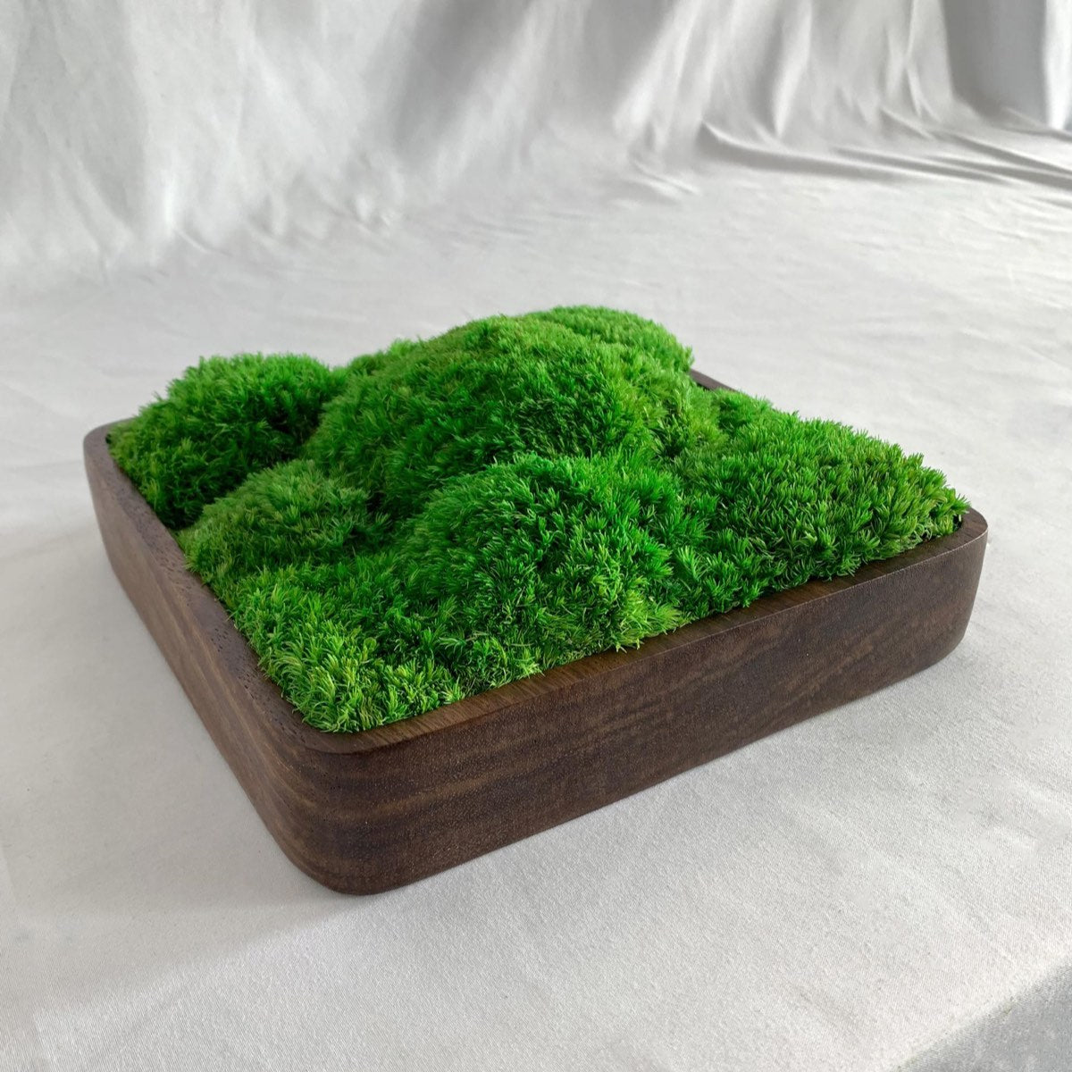 Rectangular bun moss bowl with preserved green moss arranged in a dark wood tray, minimalist tabletop decor.