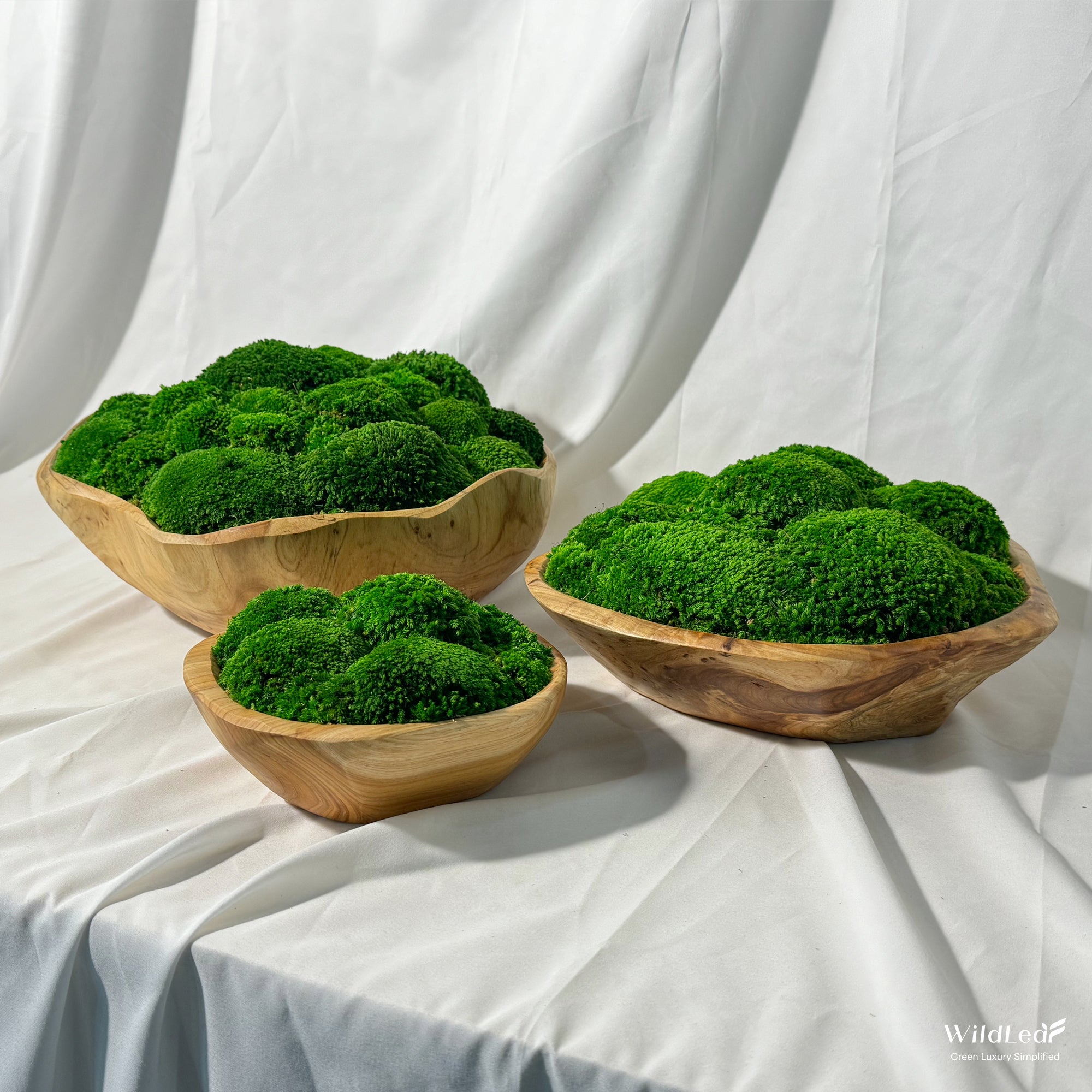 Three live edge bun moss bowls with organic green moss arrangement.