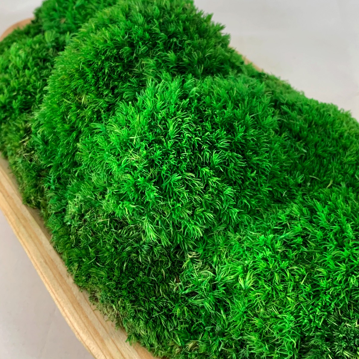 Lush green moss creates a vibrant carpet in this Boat Shape Wood Moss Bowl, highlighting the natural beauty of its design.